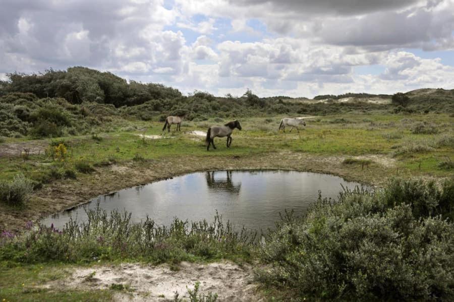 Vakantiehuisje Aan Zee Vlakbij Plopsaland En Het Strand - Casa Memphis De Panne Zewnętrze zdjęcie